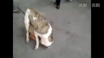 库达犬打斗视频,力量与勇气的对决